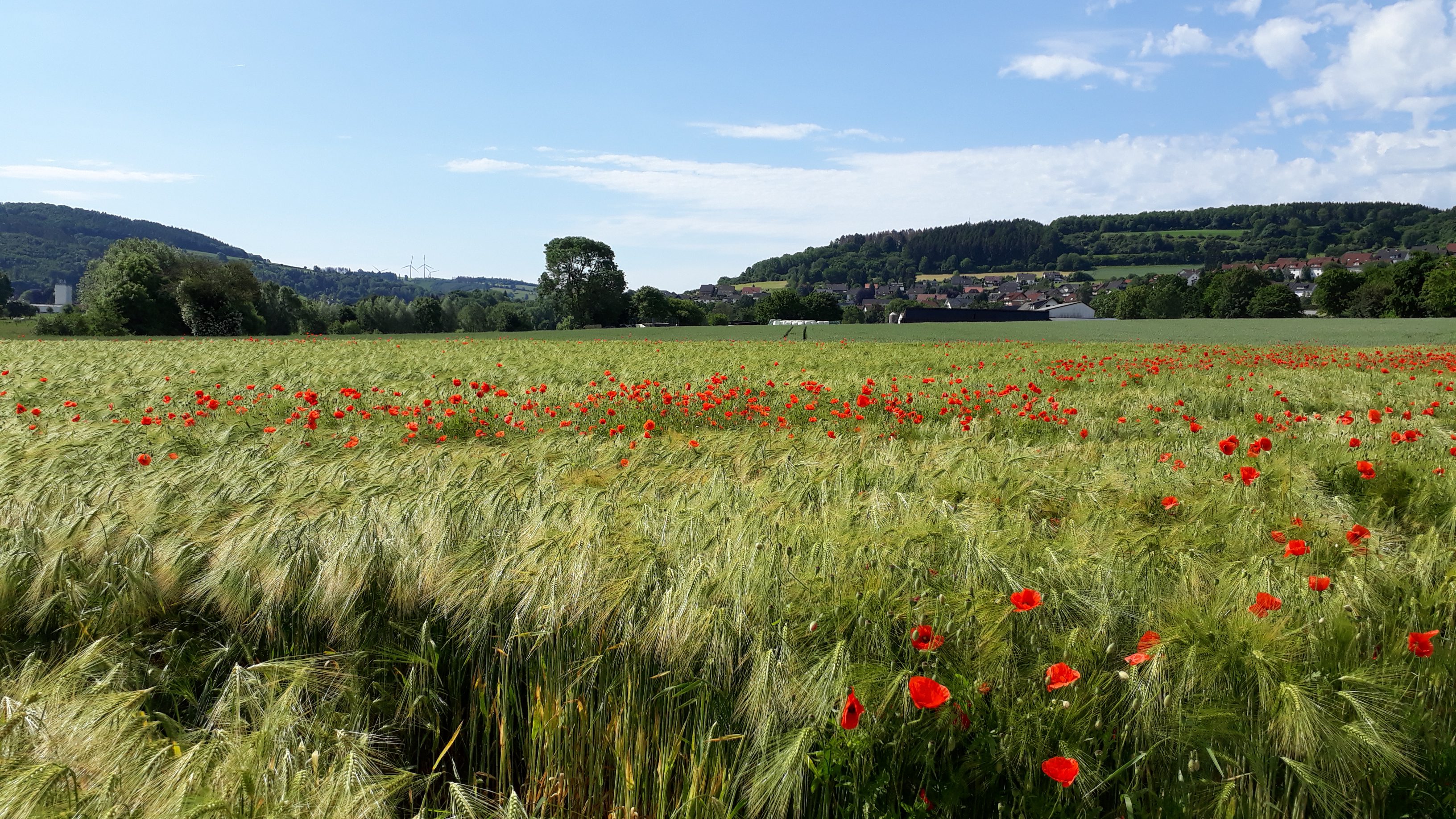 Lippischer Spätsommer